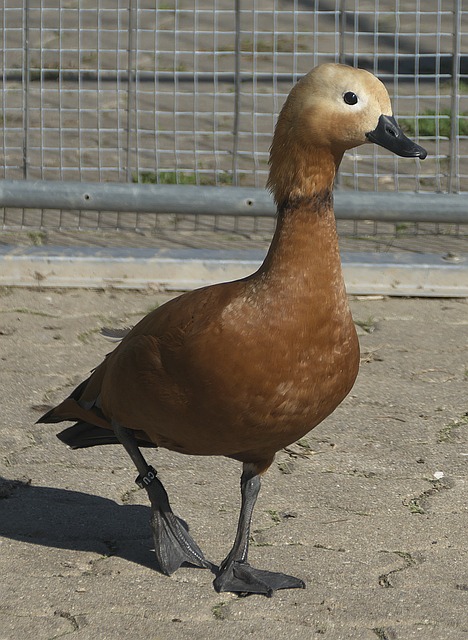 重重